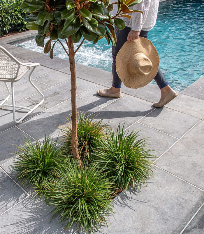 Grey limestone pavers used for an outdoor pool area. A woman wearing jeans, a white top and beige shoes is holding a hat and walking across the space. The area is furnished with white cane chairs and landscaped with magnolias and small spiky plants.