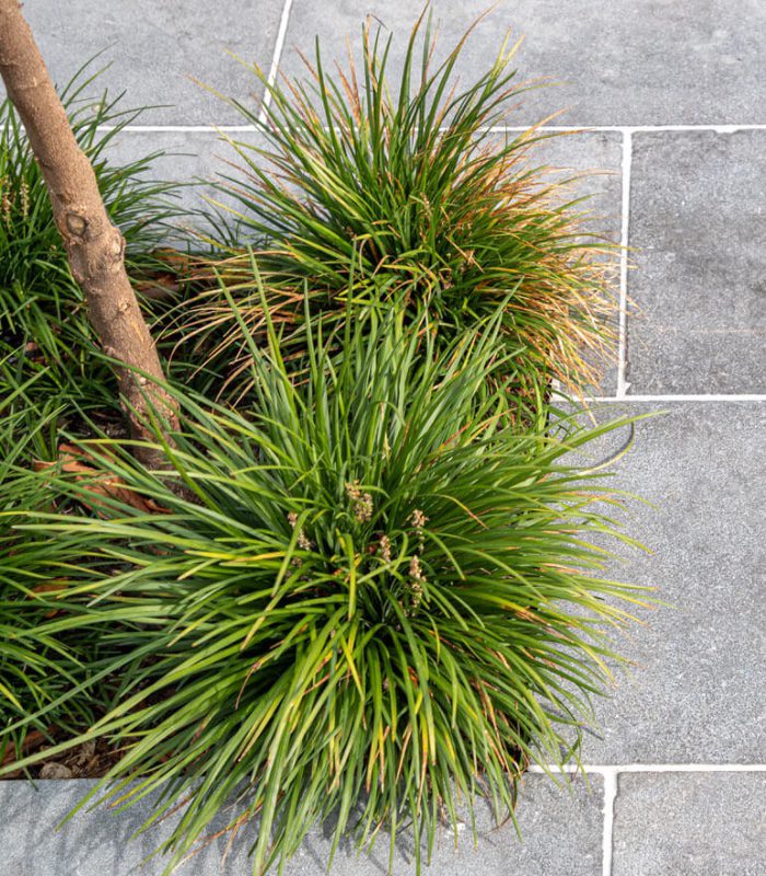 A close up image of a spiky plant with grey limestone flooring surrounding it.