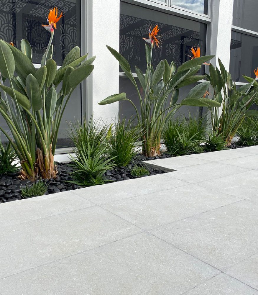 A flower bed full of small spiky plants and Birds of Paradise. Olivia Limestone tiles lay next to the plants. The tiles are light grey.